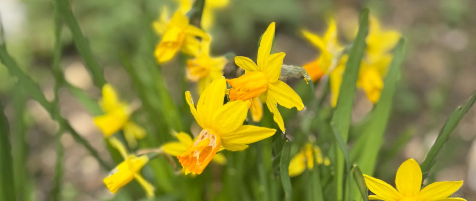 Mehr über den Artikel erfahren Frohes aufgehendes Licht (Ostern)